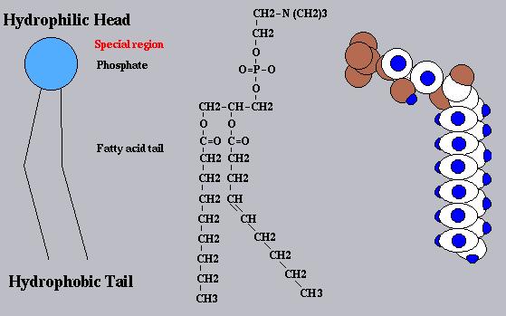 Phospholipids in membranes: -varying % in different