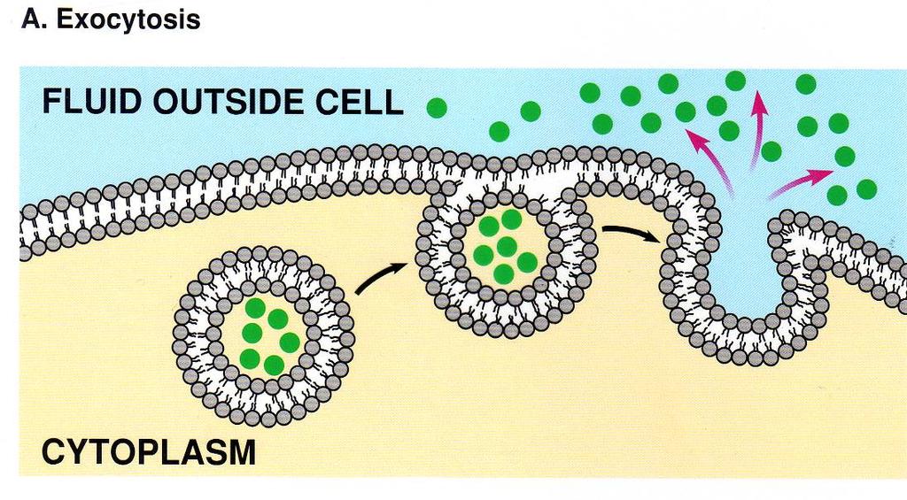3. Exocytosis Move molecules out of the cell