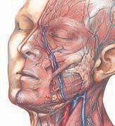 It descends deep to the internal jugular vein and internal carotid artery, and then becomes superficial to them as it crosses them at the mandible.