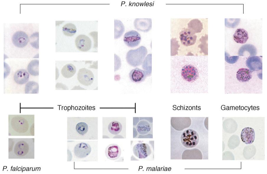Cox-Singh and Singh Page 7 Figure 1. Thin blood films that show morphological similarities between blood stages of P. knowlesi, P. malariae and P. falciparum.
