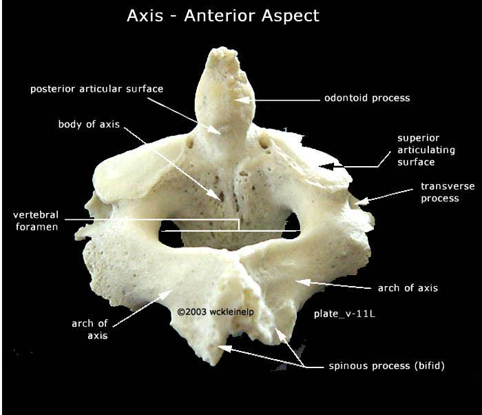 Axis: 2 nd Cervical