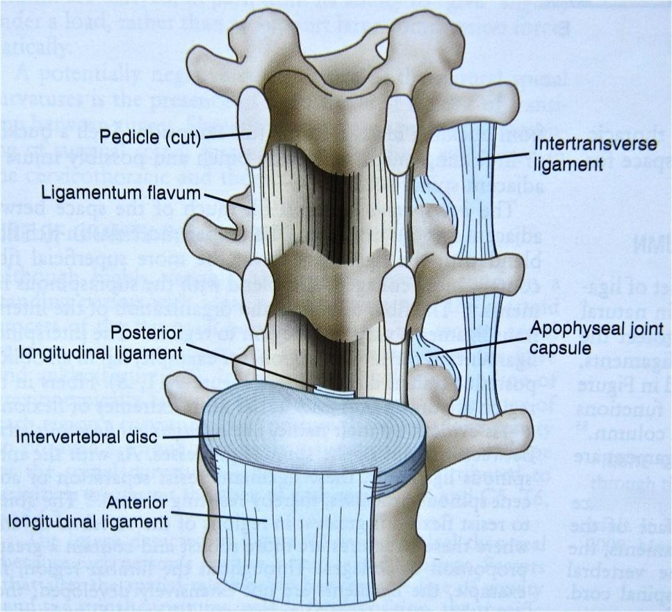 Supporting Structures cont Posterior longitudinal ligament Attaches to the bodies of the vertebrae on the posterior surfaces inside the vertebral foramen Prevents