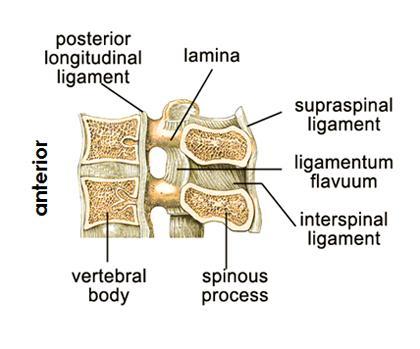 Supporting Structures cont Supraspinal ligament Extends from the 7 th cervical vertebra distally to the sacrum posteriorly along the tips of the