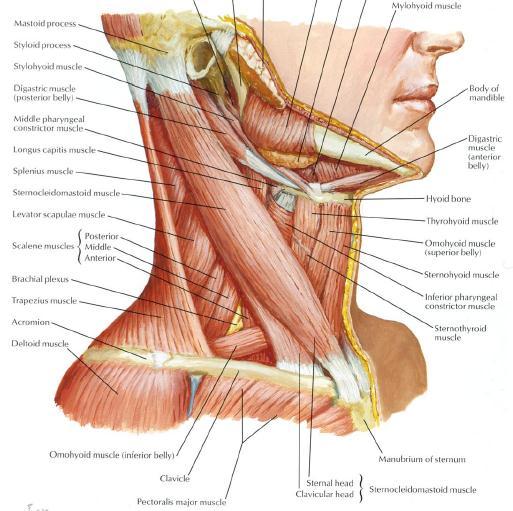 Sternocleidomastoid Origin Insertion Innervation Action Sternal head: superior aspect of the manubrium of the sternum Clavicular head: medial 1/3 of the clavicle Mastoid