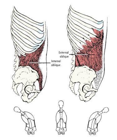 Internal Oblique Origin Insertion Innervation Action Lippert, p223 Iliac crest, inguinal ligament & thoracolumbar fascia Ribs 9-12, linea alba Intercostal n.