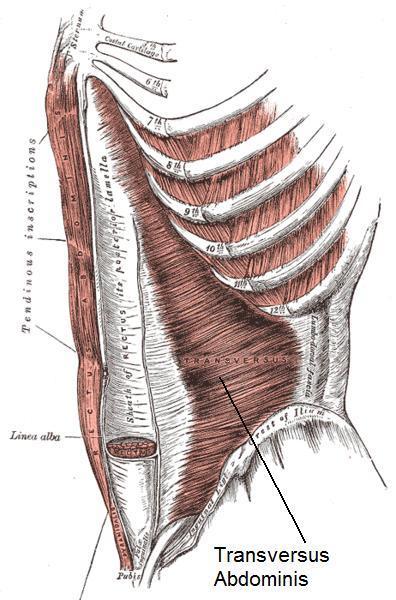 Transverse Abdominis Origin Insertion Innervation Action Iliac crest, thoracolumbar fascia cartlages of ribs 6-12, & inguinal