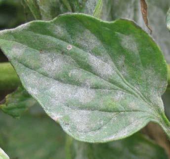 spot and Target spot Use Rates and Diseases 6-8 oz/a Powdery mildew