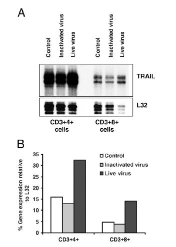 Massive Apoptosis of T cells in fatal cases Confirmed in vitro Aberrant antibody response in fatal