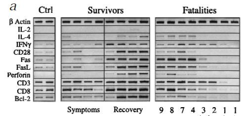 T-cell response Aberrant T cell response in fatal cases of infections SURVIVORS: The expression of markers of T cell response (IFN-γ, CD28 and perforin) is associated to recovery, suggesting an