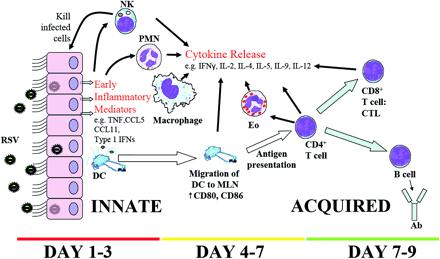 An effective immune response requires complex and well orchestrated cell-cell interplay The majority of information derived from studies in animal models About 150 papers were published on the immune