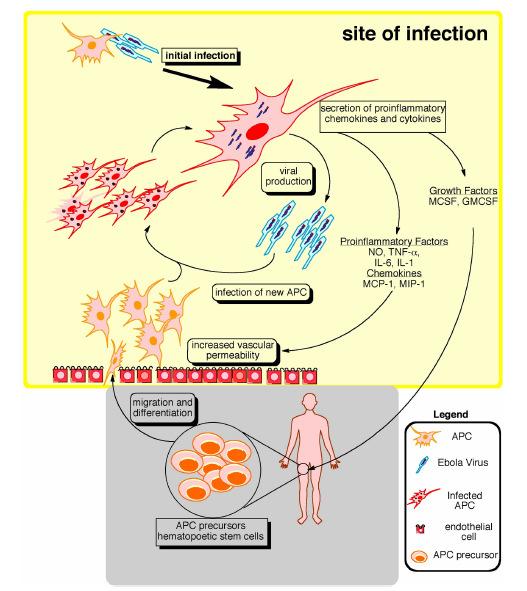 Mechanisms of immune response failure during Ebola infection 1) Viral Escape mechanisms to Type I IFN 2) DC infection and APC function impairment 3) Macrophages infection