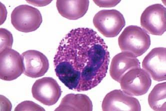 contains neutral or pale, distinct granules (when stained) Nucleus is bilobed Cytoplasm contains reddish or