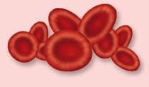 2 million per cubic mm Monocytes 2 8% Eosinophils 1 4% Basophils 0.5 1% Figure 21.2 Whole Blood Composition.