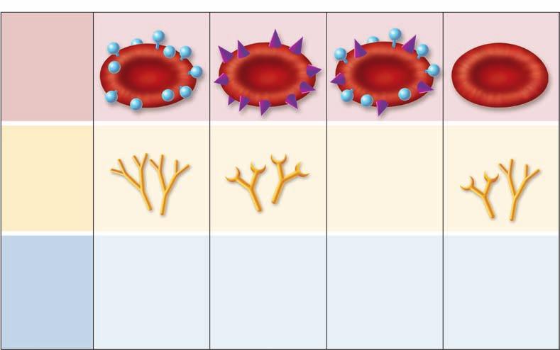 Erythrocyte membrane proteins and globin proteins are broken down into free amino acids, some of which the body uses for protein synthesis to make new erythrocytes.