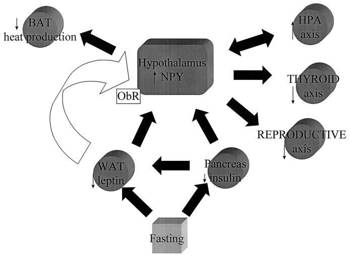 N. A.Tritos et al.: Leptin: fundamental and clinical correlates 1373 Fig. 2. Model for the neuroendocrine responses to starvation involving diminished leptin and insulin levels in response to fasting.