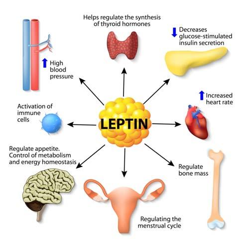 Introduction Leptin is a polypeptide hormone responsible for regulating adipose tissue mass and energy levels by inhibiting hunger.