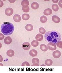 White Blood Cells (also called leukocytes)