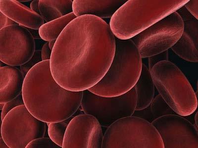 Red Blood Cells (RBCs) Largest cellular component of
