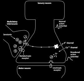 Interneurons (heterosynaptic) Neuronal mechanism of sensitization Ionotropic vs. Metabotropic receptors 1.