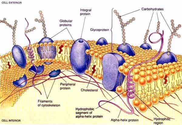 The fluid mosaic model describes the membrane because the molecule/compound
