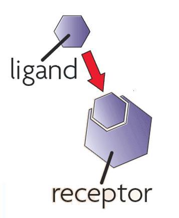 Chemical signals are transmitted across the cell membrane-read page 84 Receptor proteins bind with ligands (chemicals)