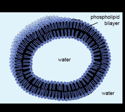 The cell membrane has two major functions. 1.