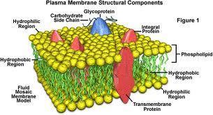 3. Membrane Structure: a. Phospholipid Bilayer 2 layers of phospholipids 1. fatty acid tails hydrophobic ( water fearing )fatty acid carbon chains 2.