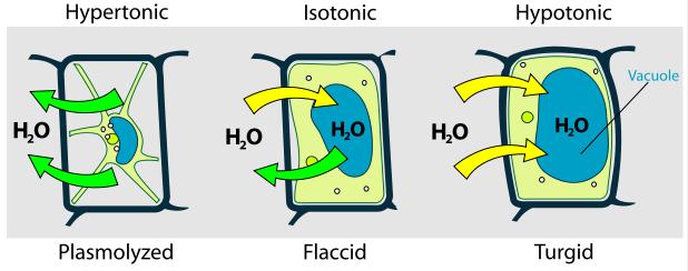 D. Osmotic Pressure: (osmosis) 1. hypotonic: a. Higher of water outside the cell b. Higher of solute inside the cell c. Water will move into the cell d. Cell will swell (increase) in size e.