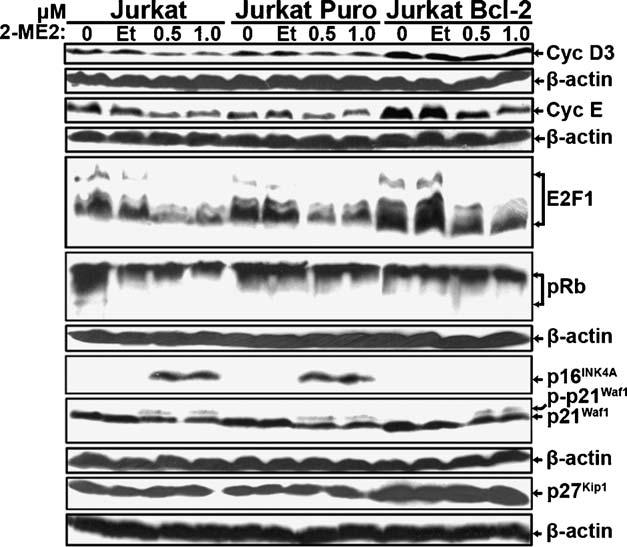 38 C. Batsi et al. / Biochemical Pharmacology 78 (2009) 33 44 Cyclin D3 levels were down-regulated by 2-ME2 in Jurkat and Jurkat Puro cells, but were maintained in Bcl-2-expressing cells.
