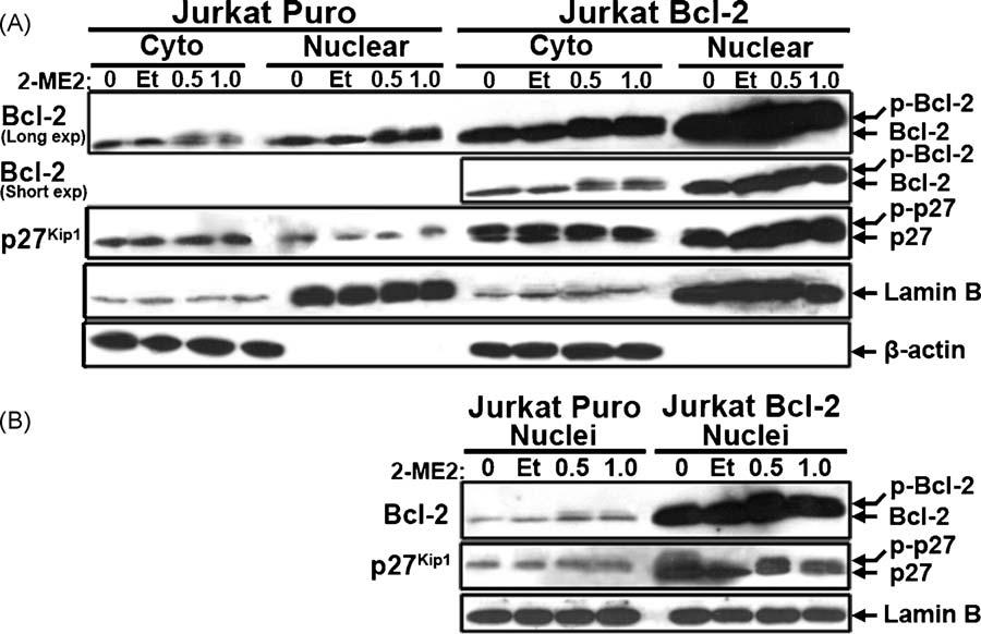 2-ME2 treatment of Jurkat cells also had differential effects on cyclindependent kinase inhibitors.
