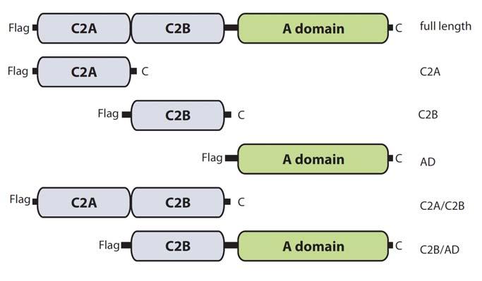 7. Discussion and Outlook Figure 7-1 Schematic outline for domain expression of Copine III in mammalian cells These constructs have been cloned into a mammalian expression vector and are ready to be