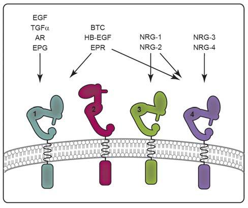 1. Introduction The ErbB family of RTKs has an impaired kinase domain.