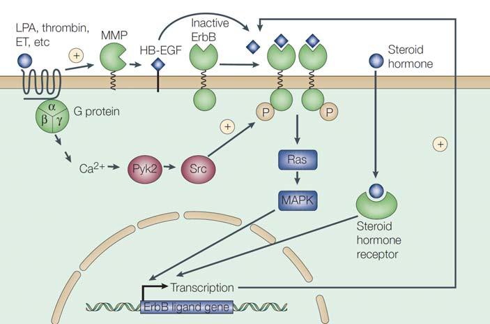 1. Introduction The ErbB family of RTKs (Yarden and Sliwkowski, 2001) Figure 1-7 Crosstalk between the ErbB network and other signaling pathways G-protein-coupled receptors (GPCRs) such as those for