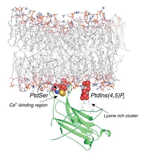 1. Introduction Copines phosphatidylinositol4,5diphosphate (PtdIns(4,5)P 2) through a Lysine-rich cluster located on the β3 and β4 strands (Figure 1-11) (Guerrero-Valero et al., 2007).