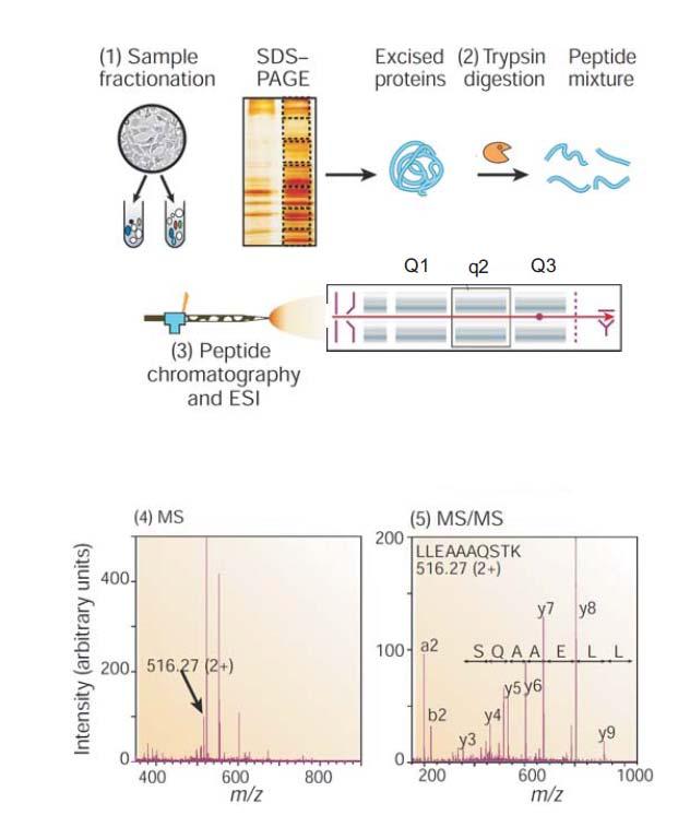 3. Identification of Copine III as a binding partner of ErbB2 (Aebersold and Mann, 2003) Figure 3-2 Generic mass spectrometry-based proteomics experiment The proteins to be analyzed are isolated from
