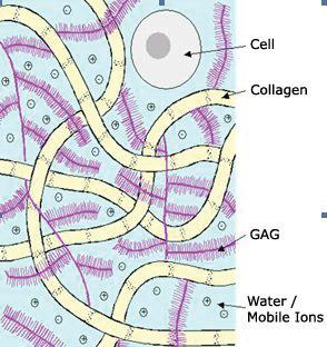 Cartilage Matrix contains: GAG, Collagen and PGR4 Healthy Cartilage