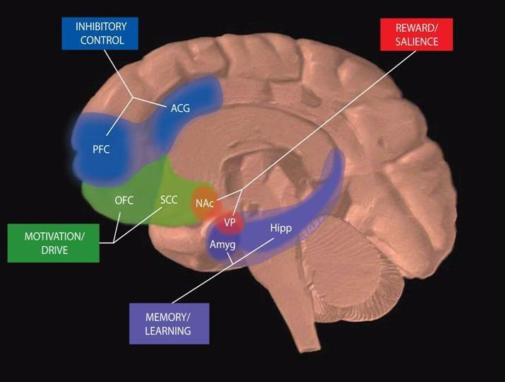 Addiction: Neurobiological Interdependencies All of these brain regions must be considered in