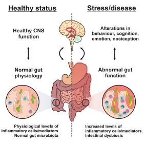 Bidirectional Impact of the Brain-Gut Axis Psychological and physical stress interferes with