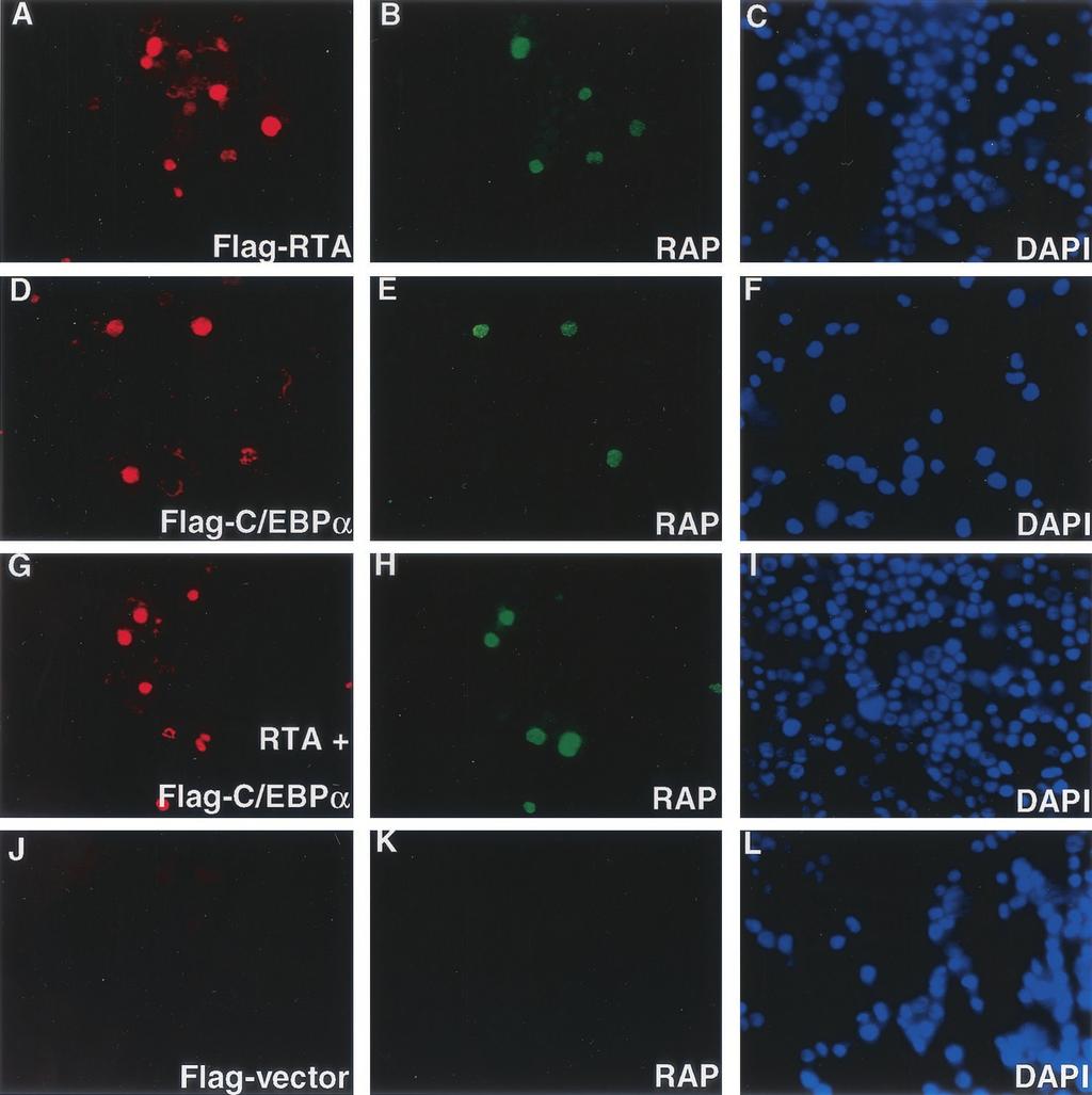 610 WANG ET AL. J. VIROL. Downloaded from http://jvi.asm.org/ FIG. 7. Both exogenously introduced Flag-RTA and Flag-C/EBP trigger RAP expression in DNA-transfected BCBL-1 cells.