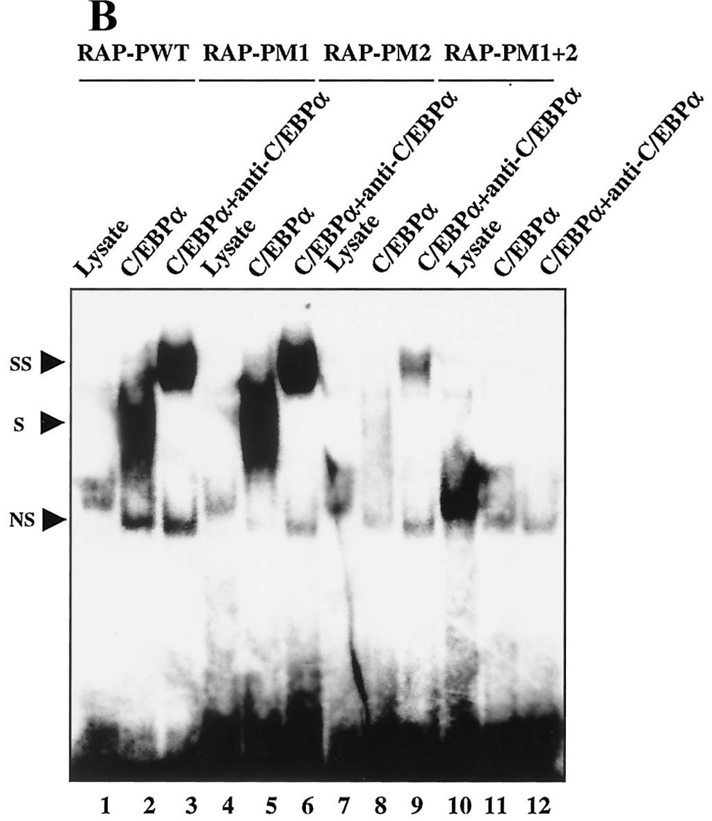 (B) EMSA experiment showing that in vitro-translated C/EBP bound strongly to a synthetic 32 P-labeled oligonucleotide probe containing the C/EBP-II motif but only weakly to the more distal C/EBP-I