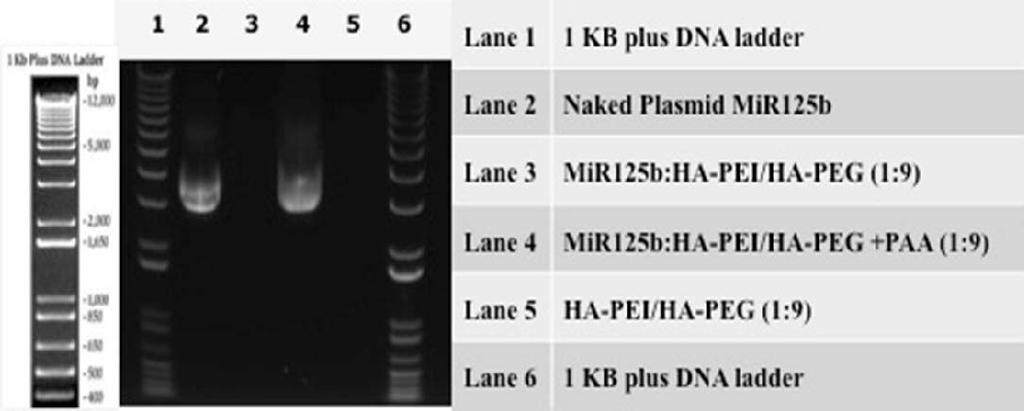 MicroRNAs 155 and 125b Transfection in Panc 1 Cells with HA