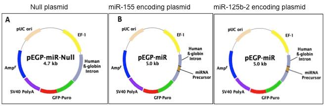 1) transfected with plasmid DNA expressing mir 155 and mir