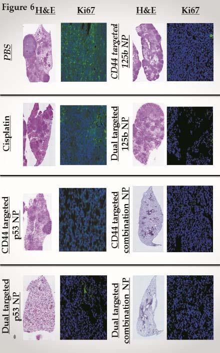 Changes in the Ki 67 Expression Profile in Tumor Tissues upon Transfection with wt