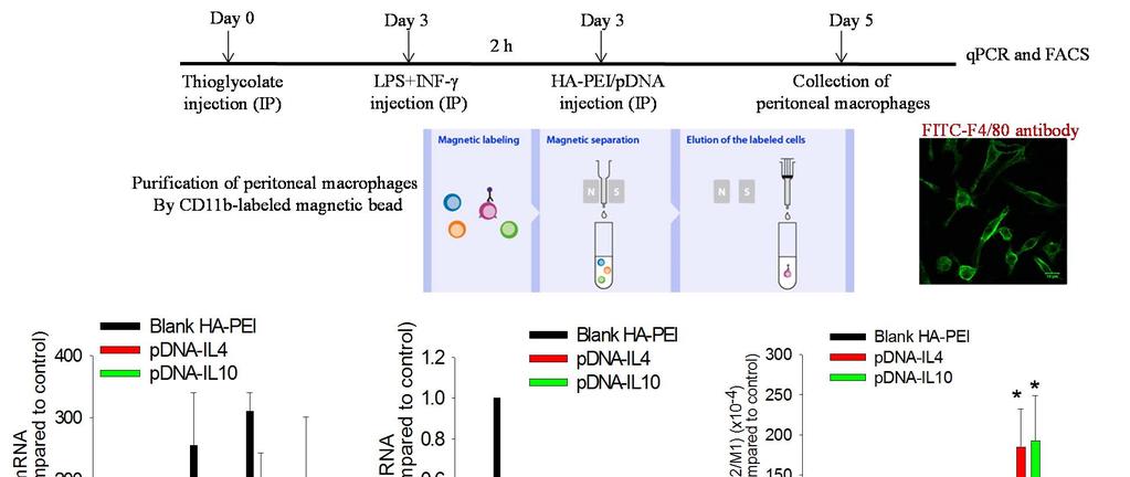 In Vivo Repolarization of Peritoneal Macrophages using IL4/IL10 Plasmid DNA