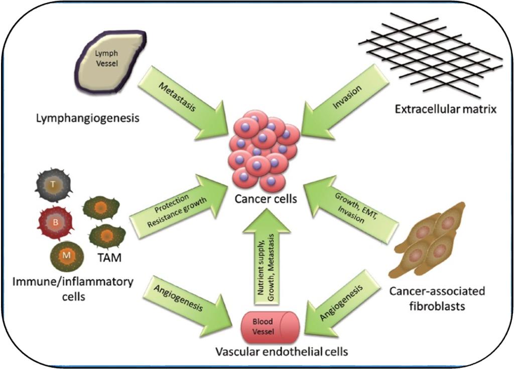 The Tumor Microenvironment The Hallmarks of Cancer Ref: D. Hanahan and R.A. Weinberg. Cell; 144: 646 674 (2011). Cells of the TME Ref. D. Leyva Illades, et al.