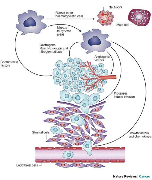 Tumor Associated Macrophages Ref. J.W. Pollard. Nat Revs Cancer, 4,71 78 (2004) Ref. T.L. Rogers and I. Holen.