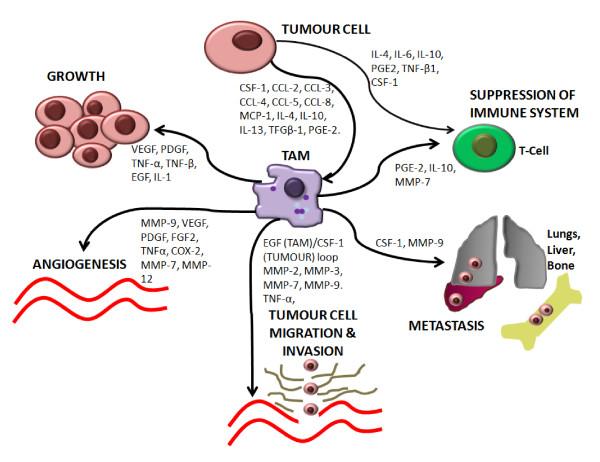 virtually all aspects of tumor growth and progression, including stem cells, metabolism, angiogenesis, invasion,