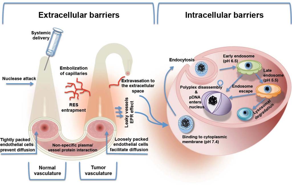 Barriers to Delivery of Nucleic Acids Ref. http://http://www.intechopen.