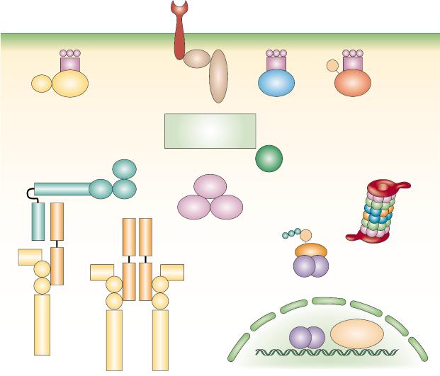 CARD CARD CARD REVIEWS LIPID RAFTS Micro-aggregates of cholesteroland sphingomyelin-enriched microdomains that are thought to occur in the plasma membrane.