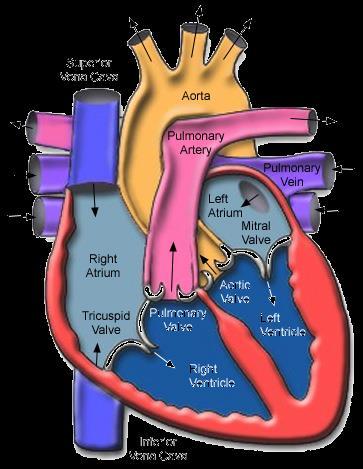 Your heart is a muscular organ about the size of your fist. It is located behind the lower part of your sternum (breast bone).